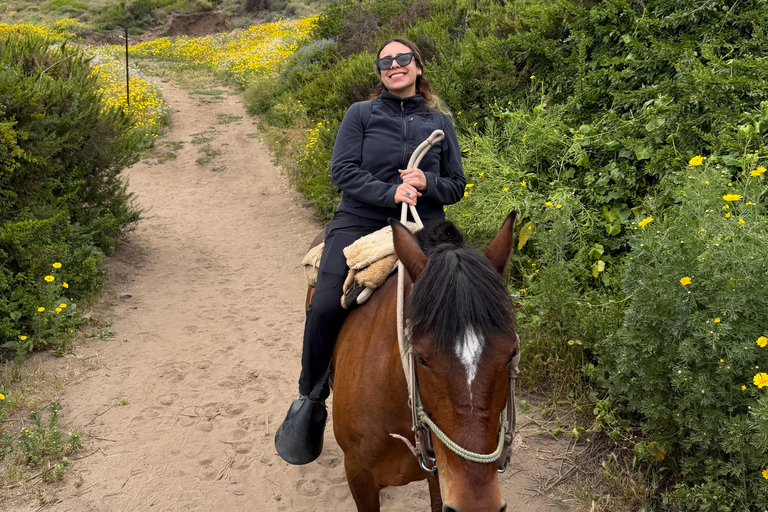 From Santiago: Papudo Horseback Ride & Penguin Watching