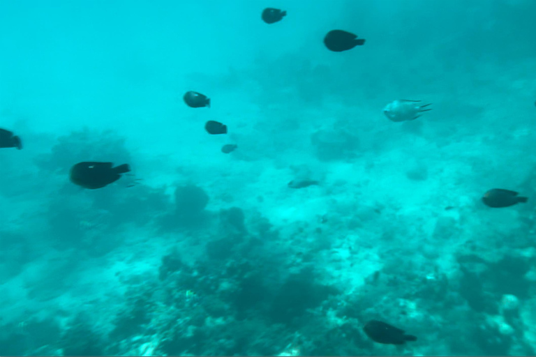 ZANZIBAR: SWIMMING WITH DOLPHIN AND SNORKELING