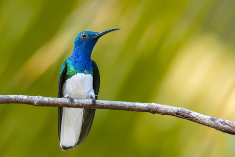 Visita al Jardín del Colibrí y la Piscina Natural