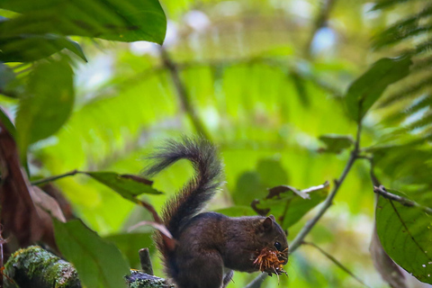 Uccelli a Medellin con un esperto bird-watcher (Privato)