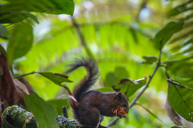 Birding Medellin z ekspertem obserwującym ptaki (prywatnie)