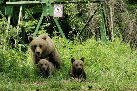 Bucharest: Top Gear Road & Wild Brown Bears, group max 8 pax Bucharest: Transfăgărășan Top Gear Road & Wild Brown Bears