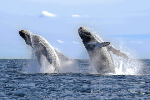 Cabo San Lucas: 2-Hour Whale Watching Adventure