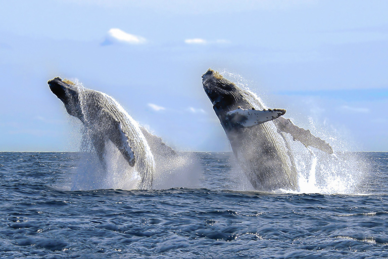 Cabo San Lucas: 2-Hour Whale Watching Adventure