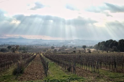 From Barcelona: Pvt Penedès Wine & Cava Tastings with Lunch