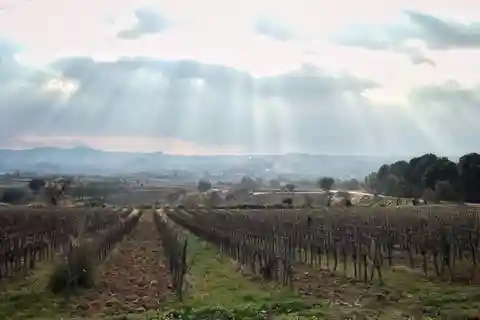 From Barcelona: Pvt Penedès Wine & Cava Tastings with Lunch