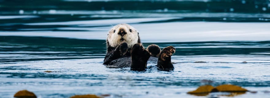 Sitka : excursion d'observation de baleines en petit groupe avec un naturaliste