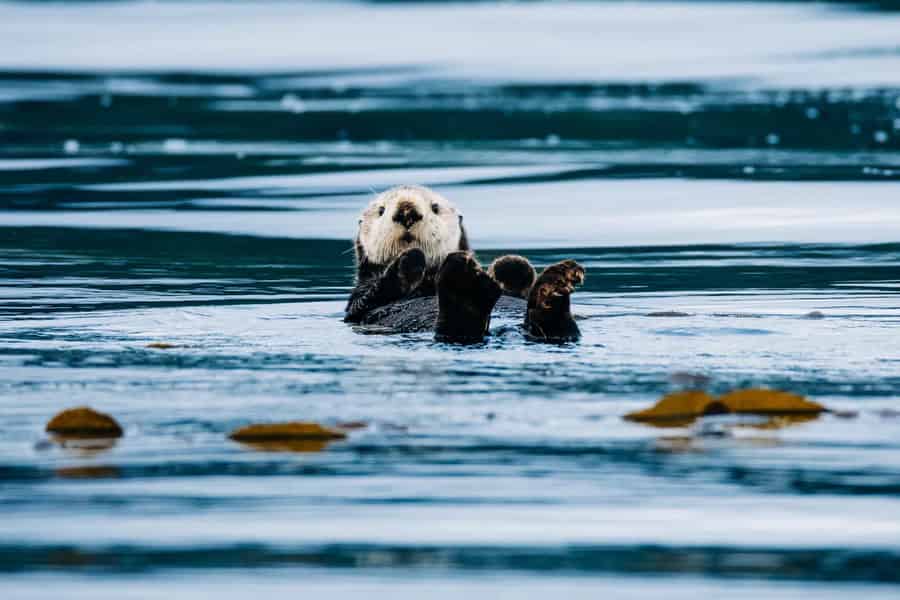Sitka: Whale Watching in kleiner Gruppe mit Naturforscher. Foto: GetYourGuide Sitka: Whale Watching in kleiner Gruppe mit Naturforscher. Foto: GetYourGuide
