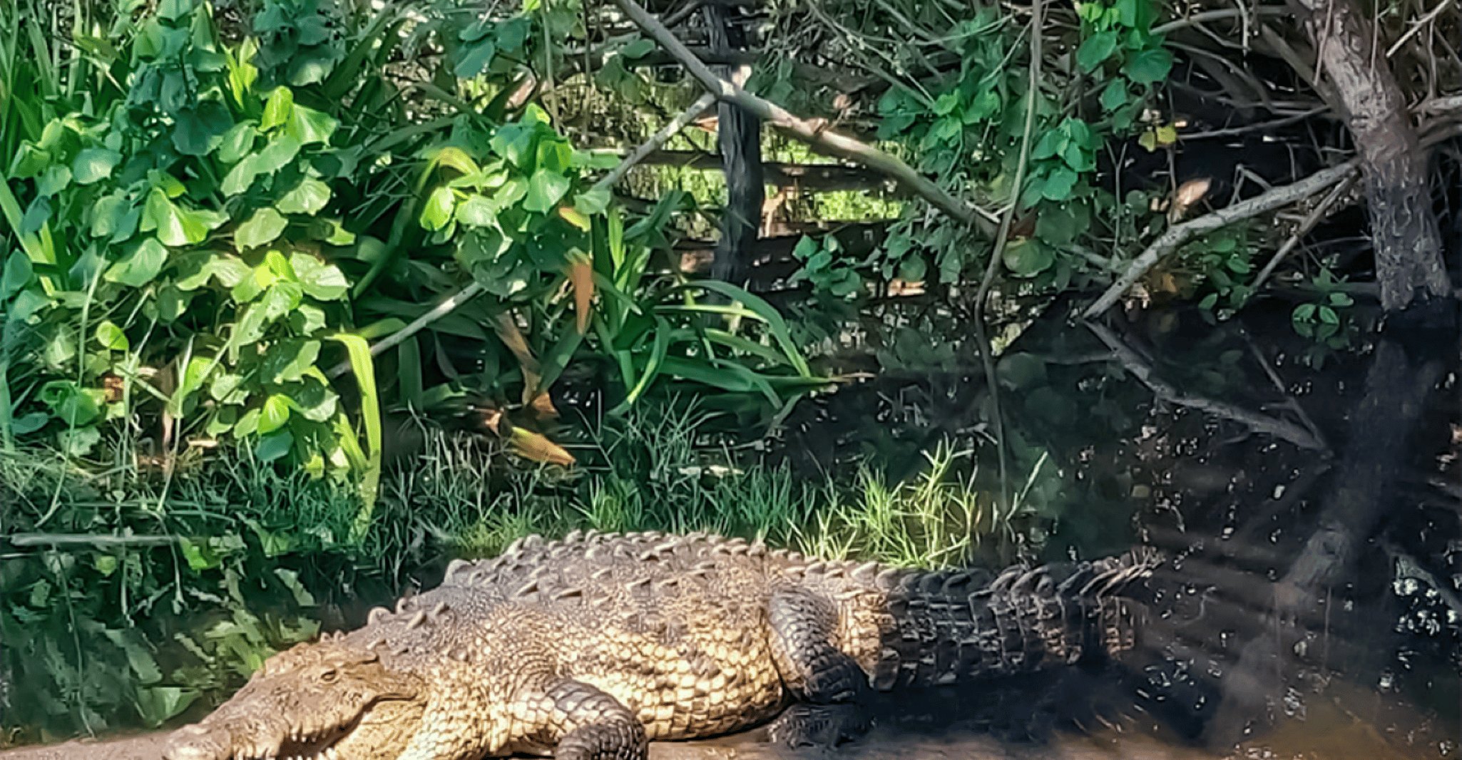 De Huatulco, Crocodiles et Turtles Eco Tour - Hizvo