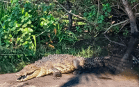 De Huatulco, Crocodiles et Turtles Eco Tour - Hizvo