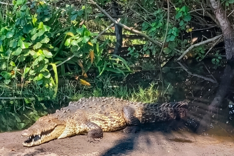 Au départ de Huatulco : Eco Tour Crocodiles et Tortues