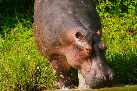 3-Day Ugandan tour with Murchison Falls, Rhinos & Chimpanzee
