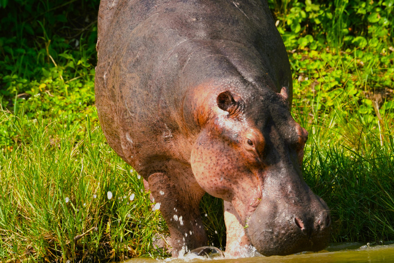 3-Day Ugandan tour with Murchison Falls, Rhinos & Chimpanzee