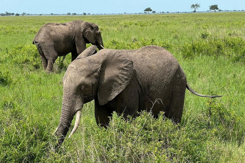 from Zanzibar: 3-Days Mikumi national park Safari with Train