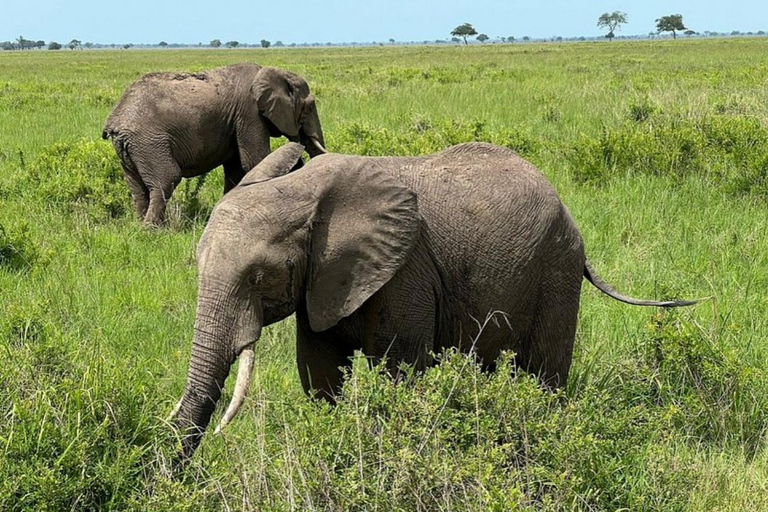 from Zanzibar: 3-Days Mikumi national park Safari with Train