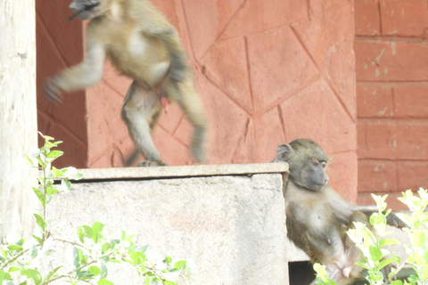 Private Nairobi National Park Drive in 4*4 landcruiser