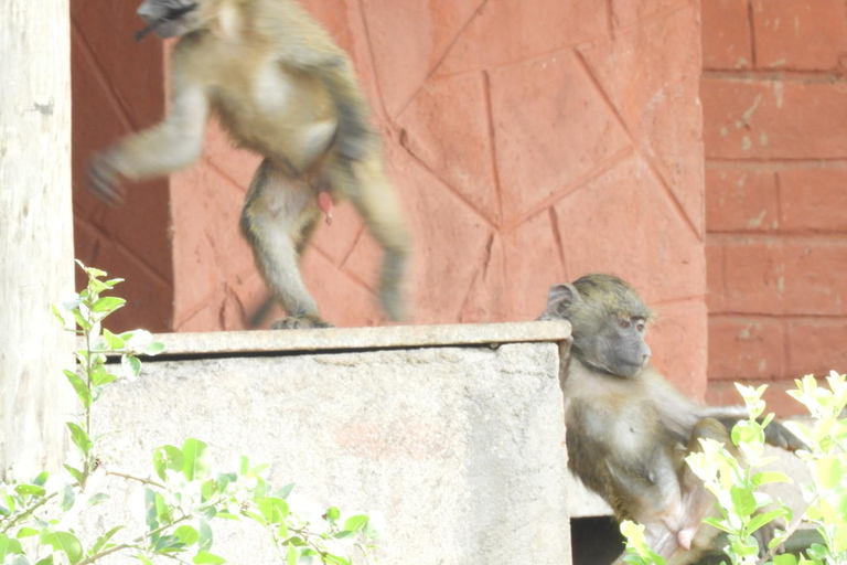 Private Nairobi National Park Drive in 4*4 landcruiser