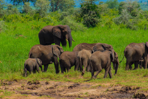 Safari Experiencia Uganda 15 díasRecorrido económico