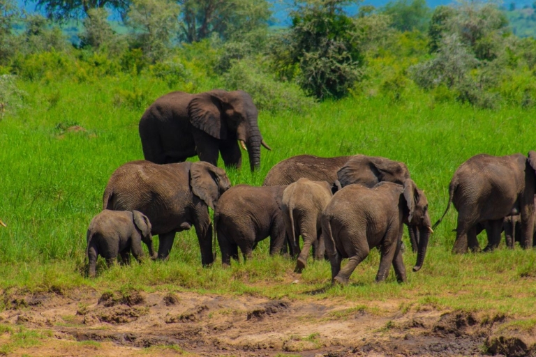 15 jours de safari en OugandaBudget Tour