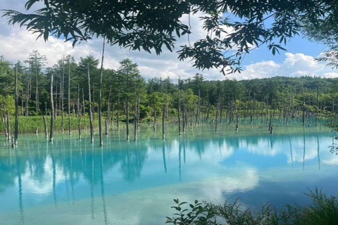 Sapporo: Biei & Furano Private Tour with Hot Spring