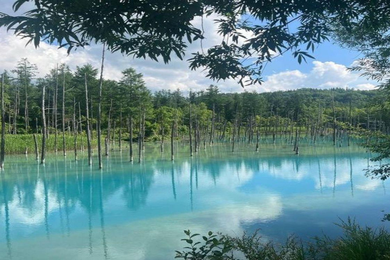 Sapporo: Biei & Furano Private Tour with Hot Spring