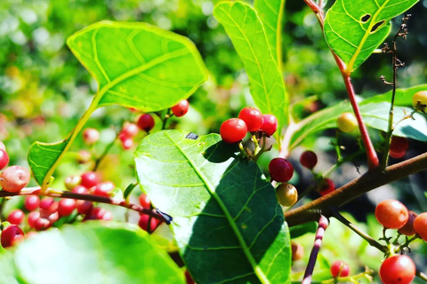 Visite d&#039;une jounée au nord de l&#039;île Maurice, tout compris, avec déjeuner