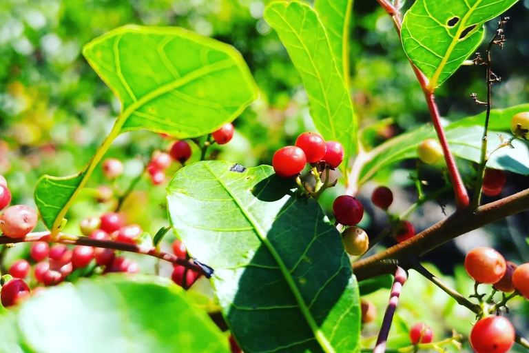 Visite d&#039;une jounée au nord de l&#039;île Maurice, tout compris, avec déjeuner