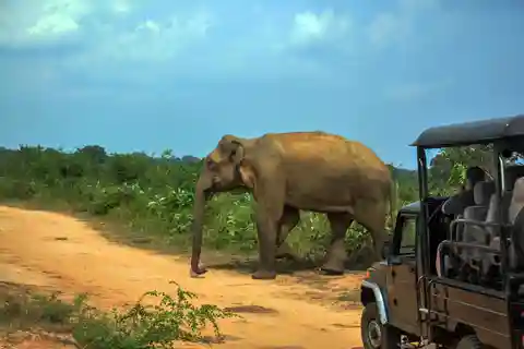 Udawalawe Nationaal Park safari vanuit Kalutara
