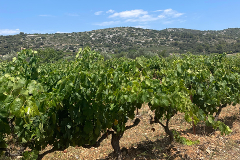 Montpellier:Journée Huile d'Olive, Vin, St Guilhem le Désert