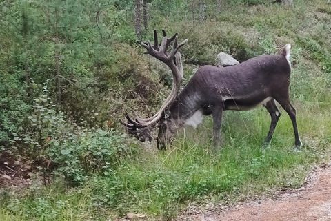 Lapponia: Escursione guidata nella natura incontaminata di Luosto