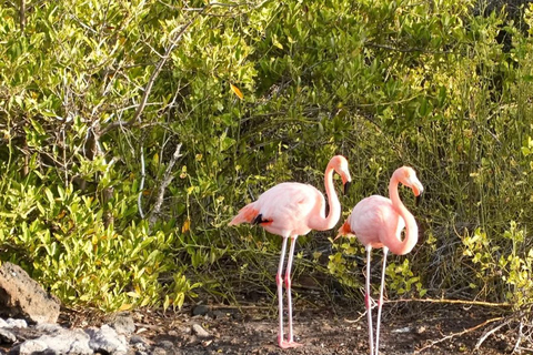 Isabela Island: Wetlands Tour with Giant Tortoise Center