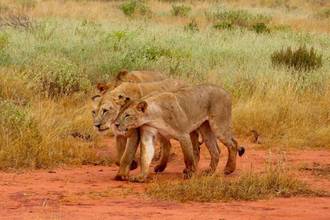 Desde Mombasa:safari de 5 días por Tsavo Este, Oeste y Saltlick Lodge