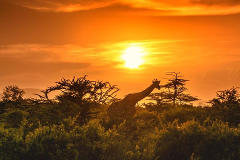 Arusha National Park: Day Trip with Walking Safari & Canoe Shared Day Trip Transfer & Game Drive (Fees Excluded)