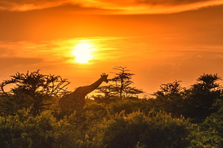 Arusha National Park: Day Trip with Walking Safari & Canoe Shared Day Trip Transfer & Game Drive (Fees Excluded)
