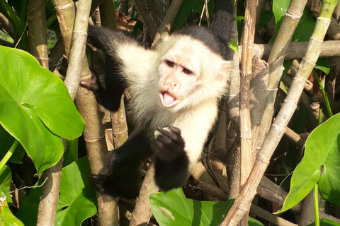 Panama City: Soberania nationalpark - privat vandring i regnskogenPanama City: Privat regnskogsvandring i nationalparken Soberania