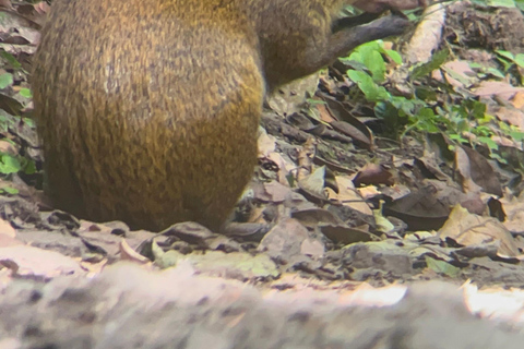 Monteverde cloud forest preserve tours