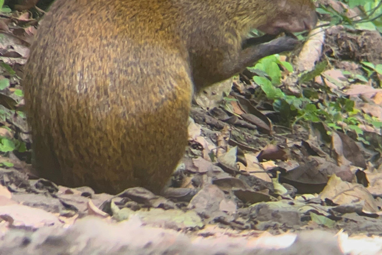 Monteverde cloud forest preserve tours