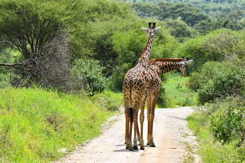 Arusha: Ngorongoro Crater 2-Day Safari with Accommodation