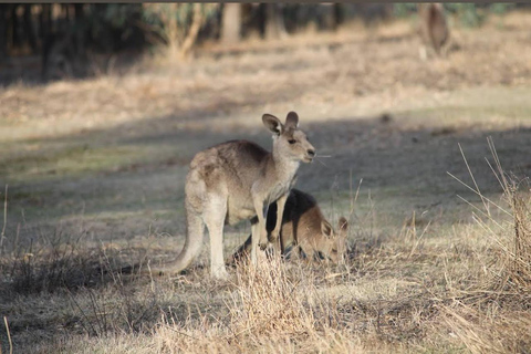 Great Ocean Road Tour PRIVATE LUXURY-FREE entry,hotel pickup 12 Apostles,Great Ocean Road Private SMAL GROUP Tour ALL INC