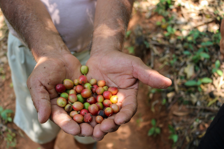Waterfalls, Coffee and Adventure Tour, Huatulco