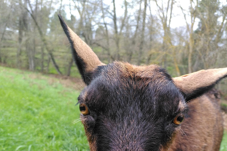 Trancoso: Tour ecologico della fattoria con degustazione