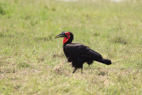 Viaggio di un giorno da Nairobi a Maasai Mara - AWNairobi: Escursione di un giorno nella Riserva Nazionale di Maasai Mara - Privato