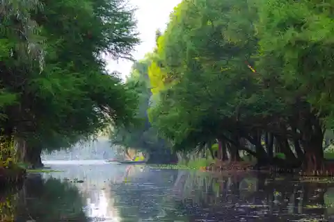 Viagem de 1 dia a Xochimilco: Comida de campo e salta para uma Trajinera