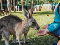 Da Brisbane, Australia Trasferimento Zoo e Biglietto di ingresso - Hizvo