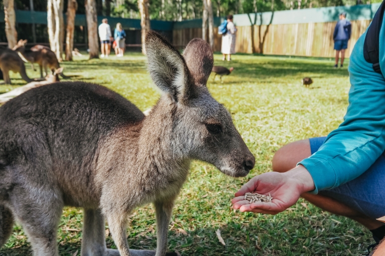 Entrada al zoo de Australia y traslados desde BrisbaneEntrada al zoo de Australia y traslado a Brisbane