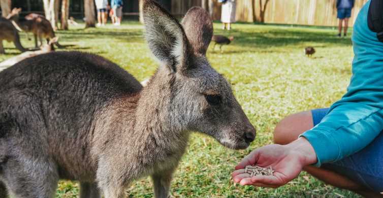 De Brisbane: traslado e ingresso para o zoológico da Austrália