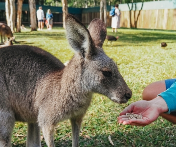 Da Brisbane: Trasferimento e biglietto d'ingresso per lo zoo d'Australia