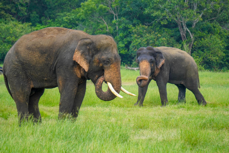 Minneriya National Park: Elephant Photography Tour