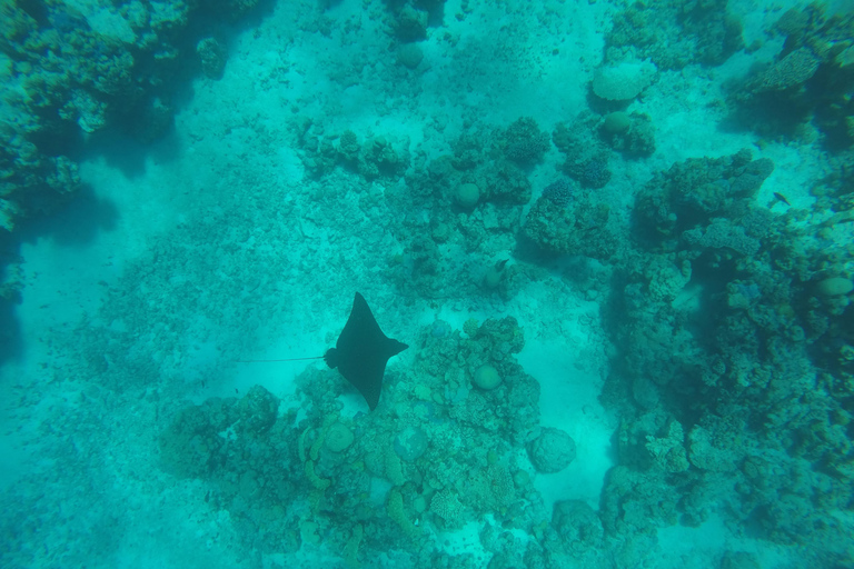 From Cancún: Isla Mujeres Snorkel & Spearfishing Escape