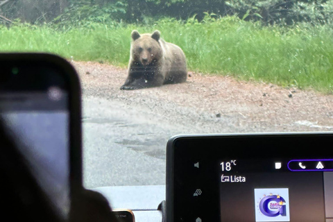 Bucharest: Top Gear Road & Wild Brown Bears, group max 8 pax Bucharest: Transfăgărășan Top Gear Road & Wild Brown Bears